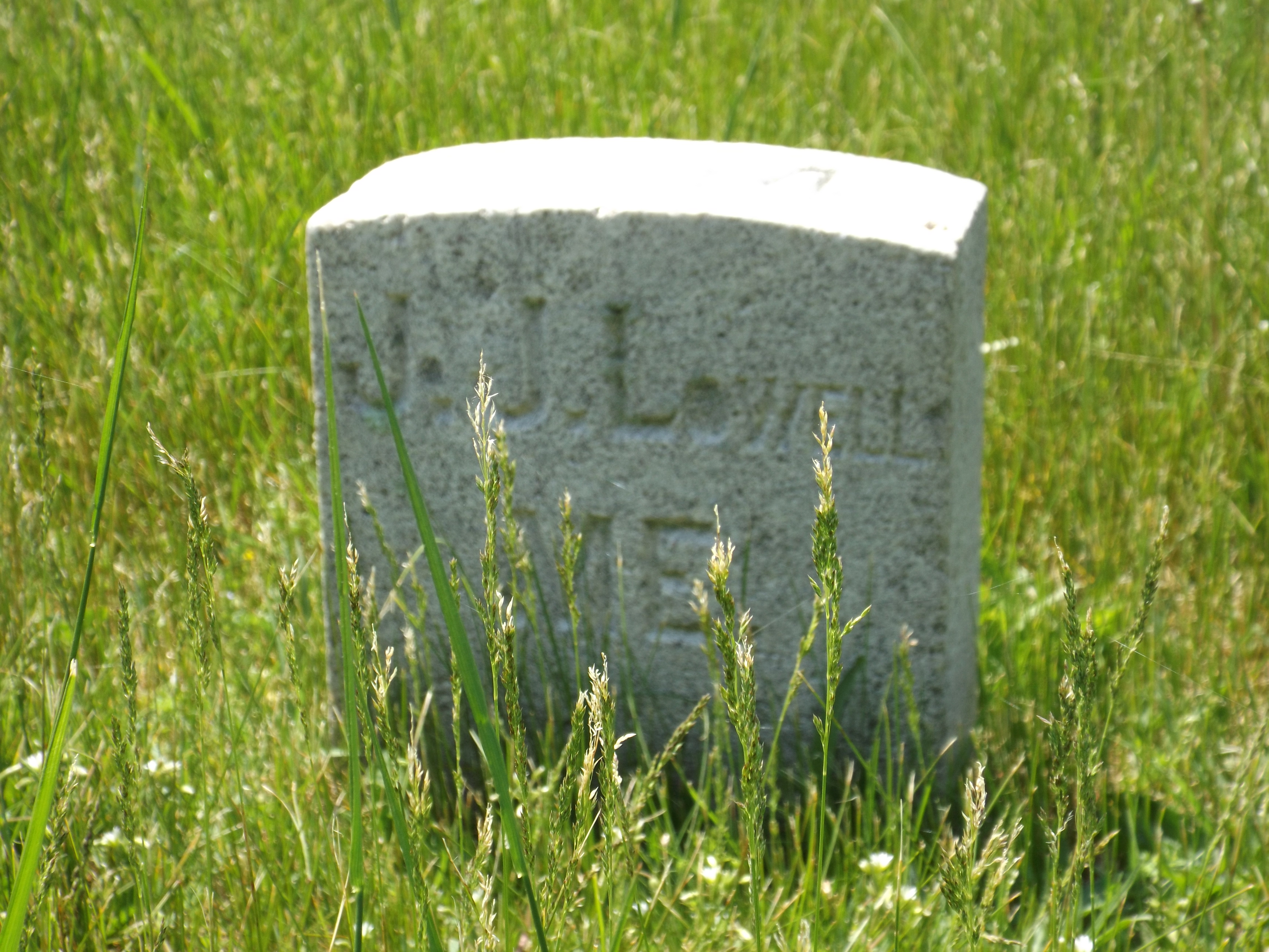 Plant, Cemetery, Grass, Grave