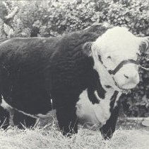 Edward Frisbie's prize-winning bull, which he named " President Mischief "