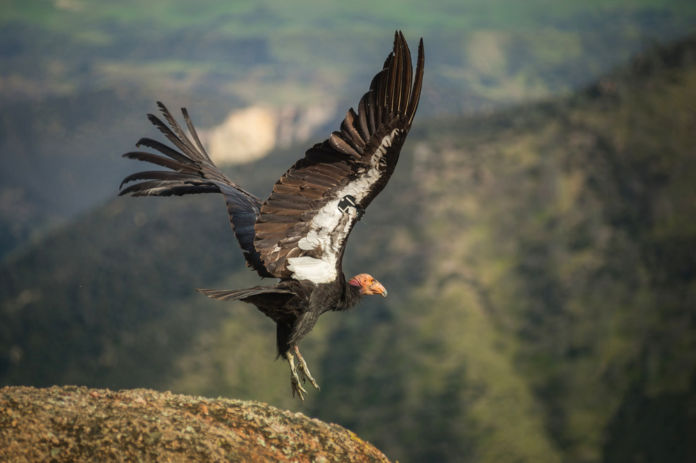 A California Condor begins to fly. There are only a few hundred condors in the wild today.