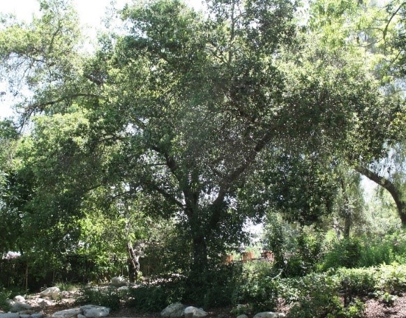 Coast Live Oak