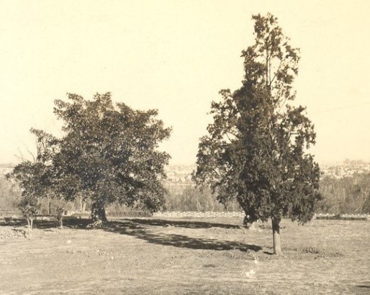 Moreton Bay Fig (left) & Italian Cypress (right), circa 1932