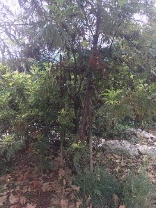 Catalina Ironwood