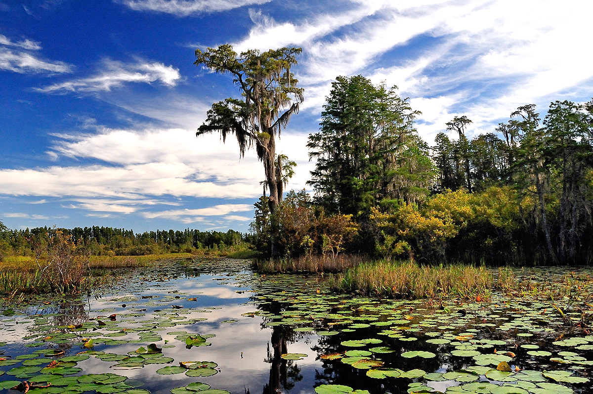 okefenokee swamp tour