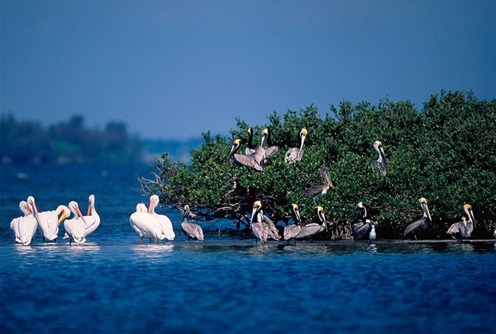 Pelican Island National Wildlife Refuge - Clio