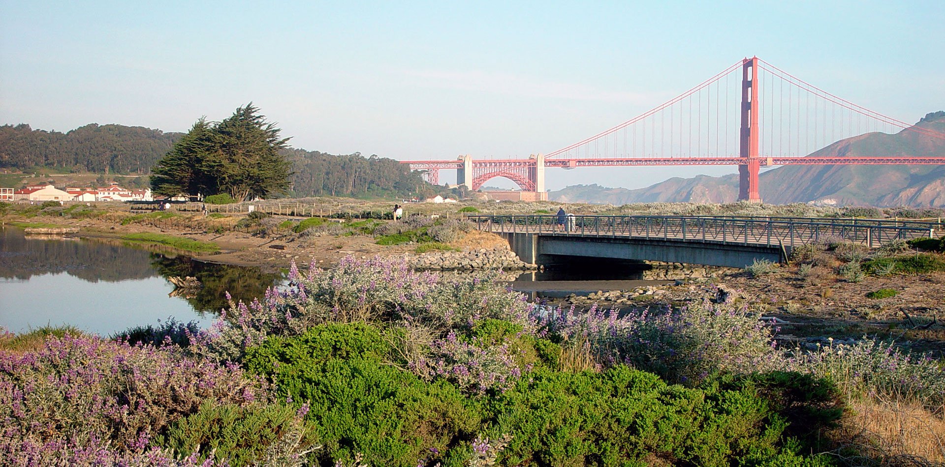 Restored Habitat for Native Plants at Crissy Field Marsh