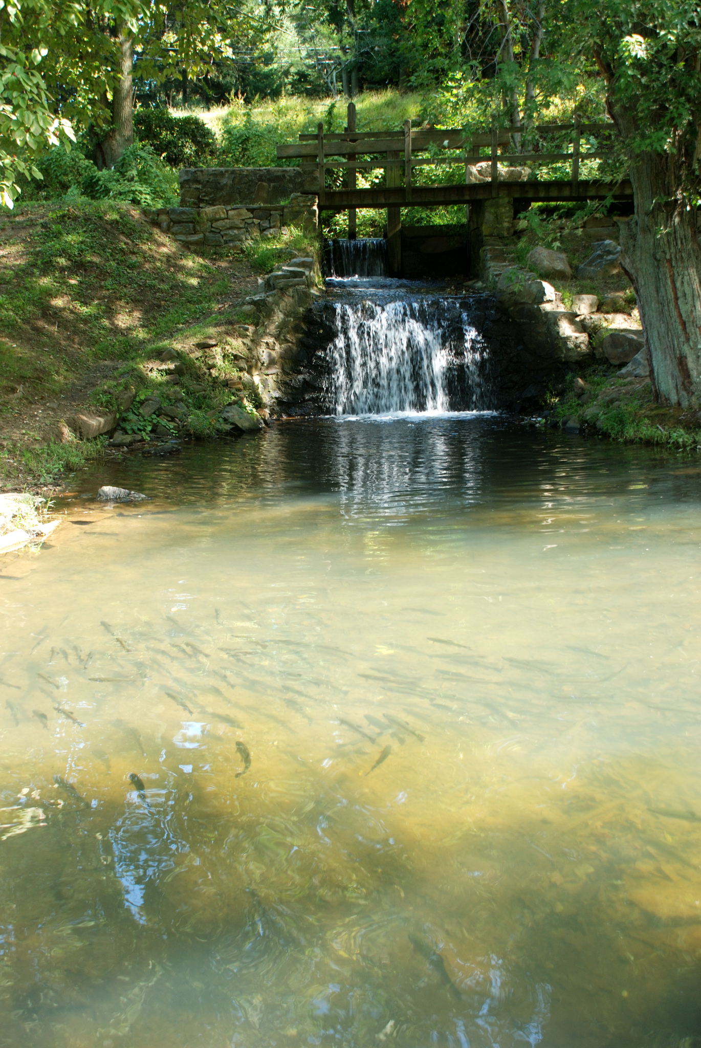 Millrace spillway and trout pond