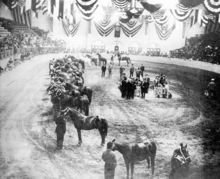 The Halter Class at the 1908 Show