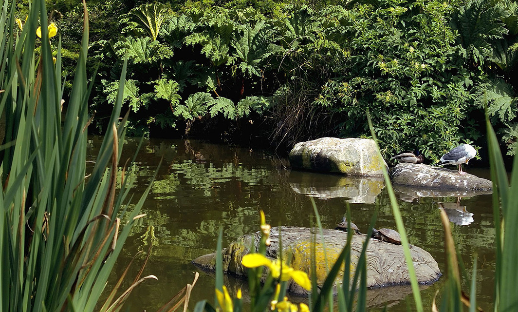 Waterfowl Pond, San Francisco Botanical Garden in Golden Gate Park