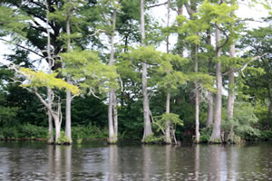 Cypress Swamp 