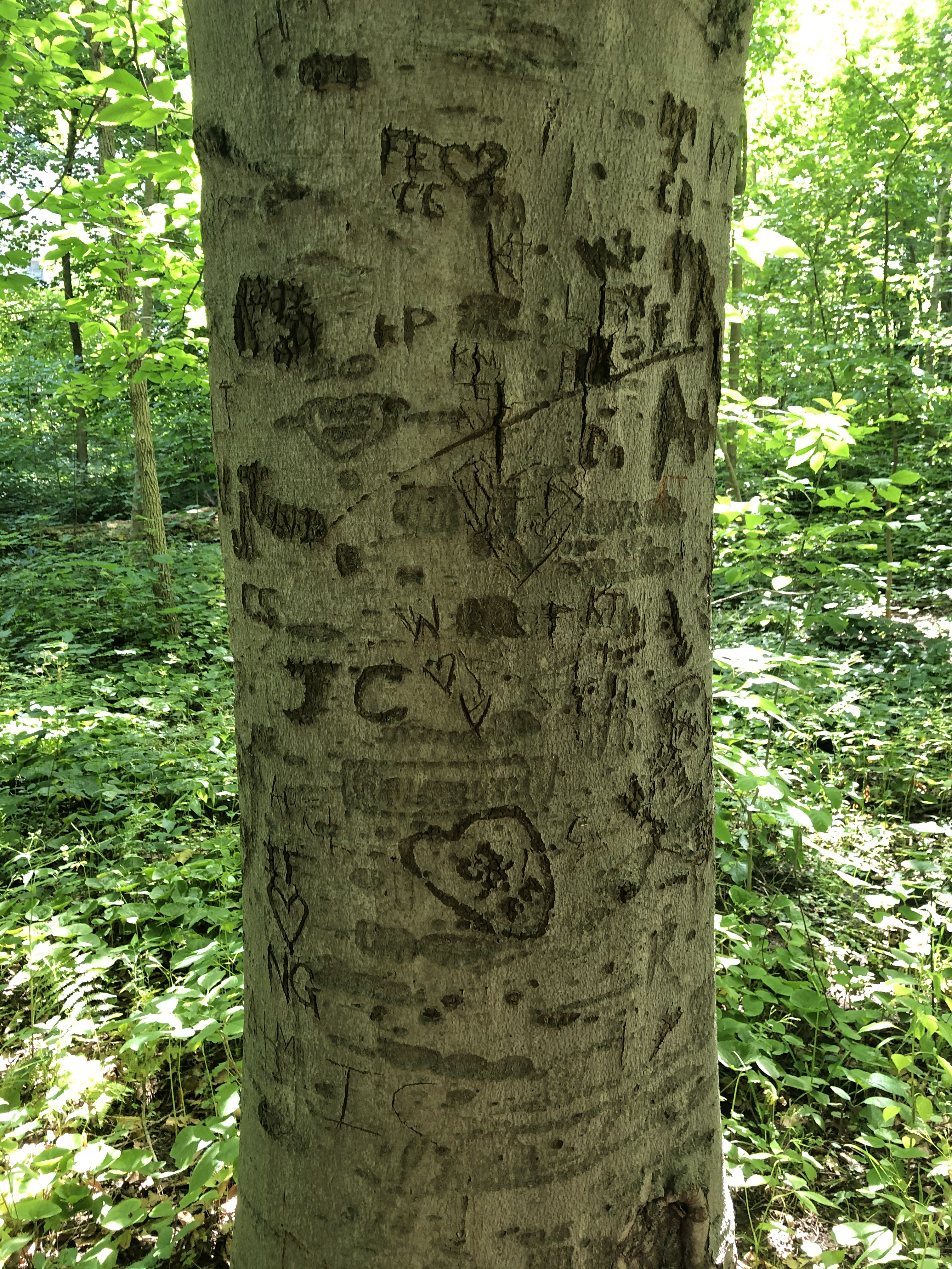 A tree found in Dunn's Woods