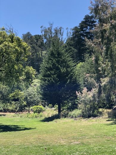 Colonial Trees Grove in Golden Gate Park