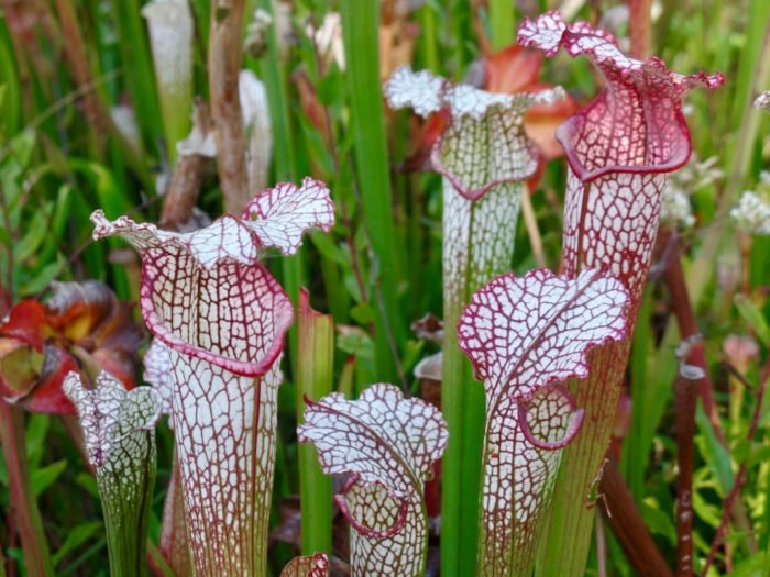 Pitcher plants are one of the many carnivorous plant species found in the garden.