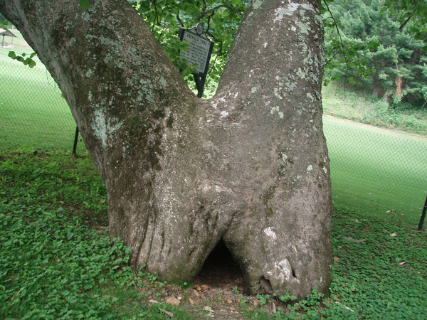This third generation sycamore tree stands on the supposed site of the original Pringle Tree. It contains a much smaller hollow cavity than the original. Image courtesy of Turner Sharp.
