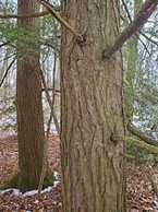Tree Clemonds Tannersdale - Clio