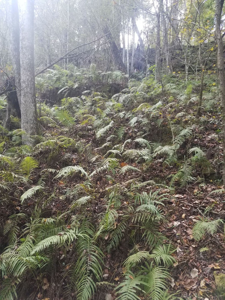 The Devil's Millhopper Geological State Park: Gainesville's Lesser ...
