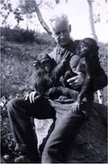 Gerald Monkey Yerkes Laboratories of Primate Biology - Clio