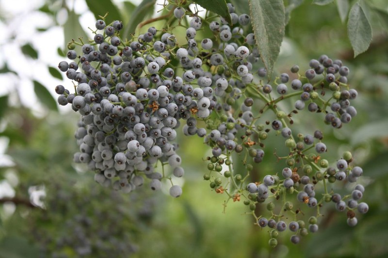 Elderberries