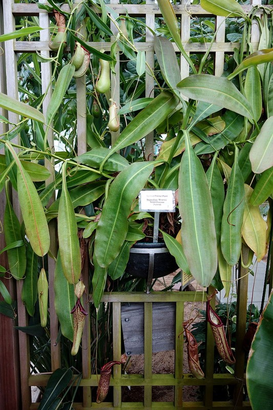 Carnivorous pitcher plant, Nepenthes 'Miranda'