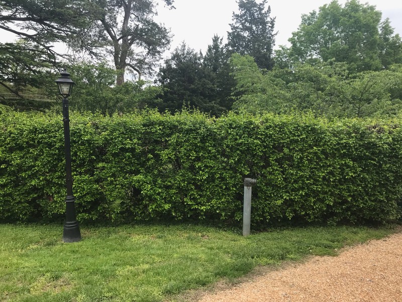 Restored Hardy Orange Hedge, 2020