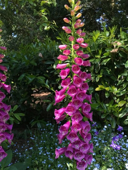 Springtime blooms in the Garden of Shakespeare's Flowers, Golden Gate Park