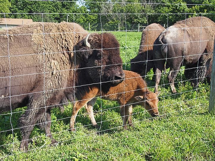Bison at Big Bone Lick