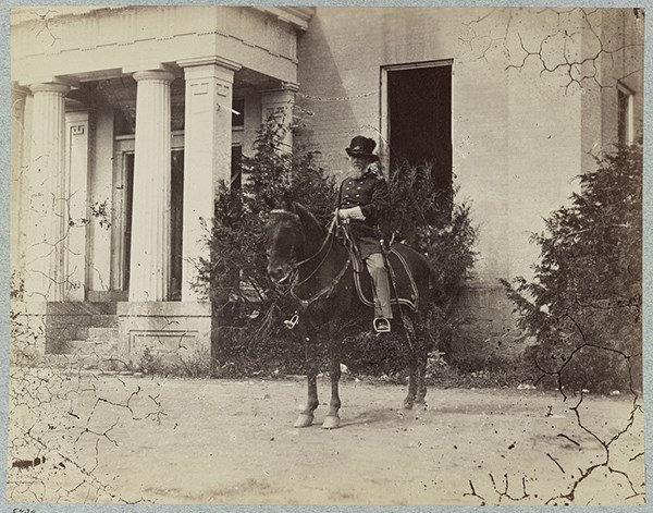 Horse, Plant, Window, Working animal