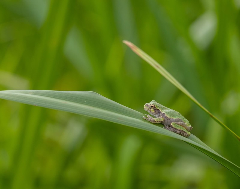 Arthropod, Insect, Plant, Terrestrial plant