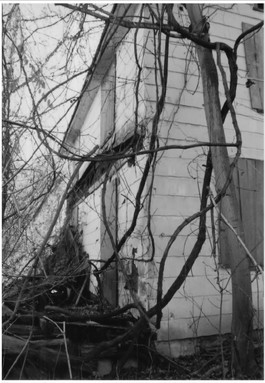 Twig, Black-and-white, Plant, Wood