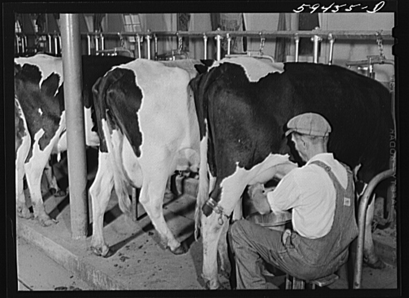 An employee of Two River milking a cow. The cows used at Two River are also Holstein cattle.