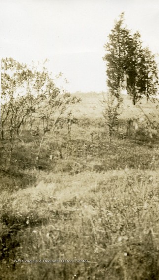 Plant, Natural landscape, Wood, Tree