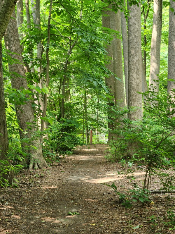 Saul's Allee - Tulip, Oak and Linden Trees