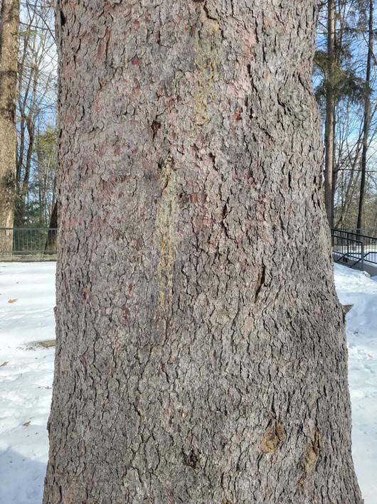 Twig, Trunk, Snow, Tree
