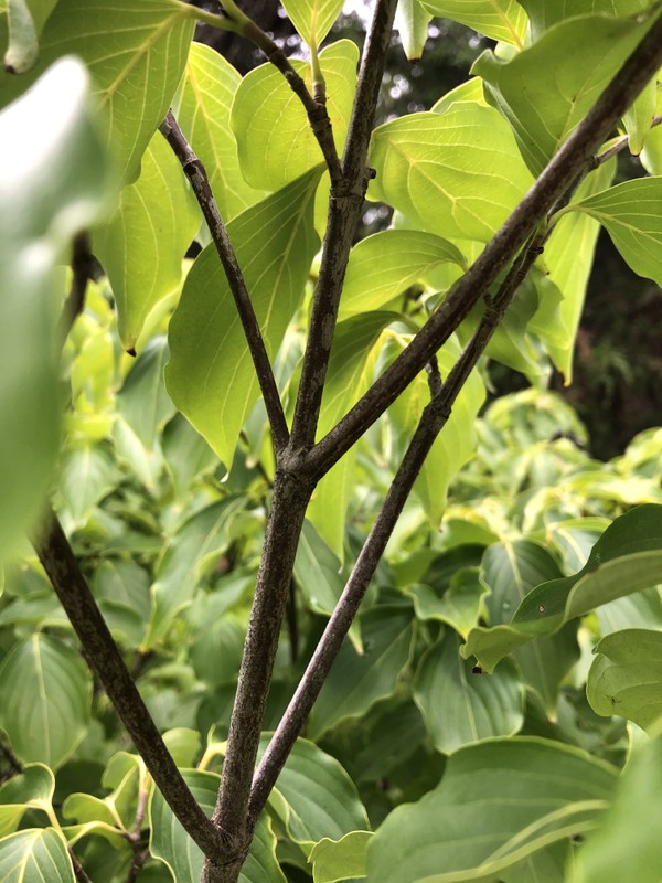 Plant, Branch, Twig, Terrestrial plant