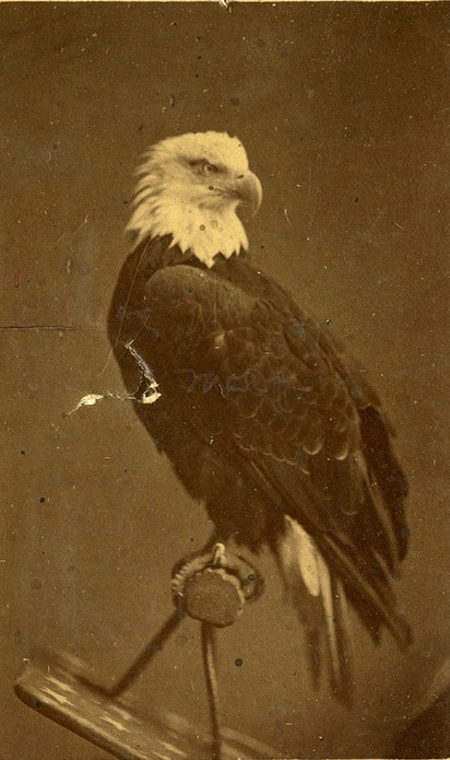 “Beaked” carte-de-visite portrait of Old Abe the War Eagle. In the image, Old Abe is perched on a shield, looking to the right. There is a v-shaped puncture on the left side of the photograph, made by Old Abe biting the image, making it an “autographed” portrait. 