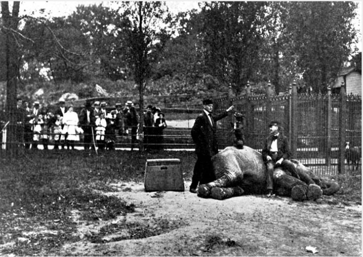 In its early form, the Menagerie at Central Park submitted animals to questionable treatment, as evidenced by this 1911 photo of a trainer and a dog perched on top of an elephant. Source: 1911 Department of Parks Annual Report.