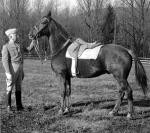 Horse, Working animal, Halter, Horse tack