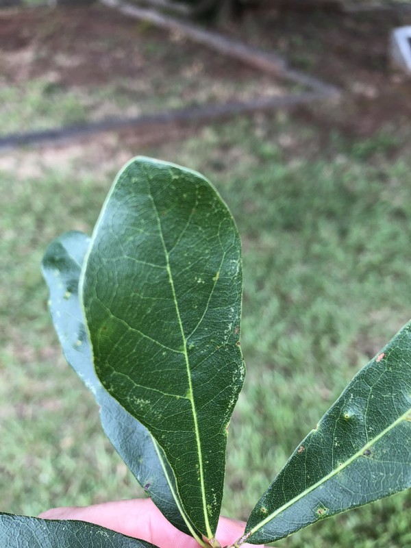 Flower, Plant, Leaf, Terrestrial plant