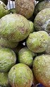 Breadfruit- This is a fruit