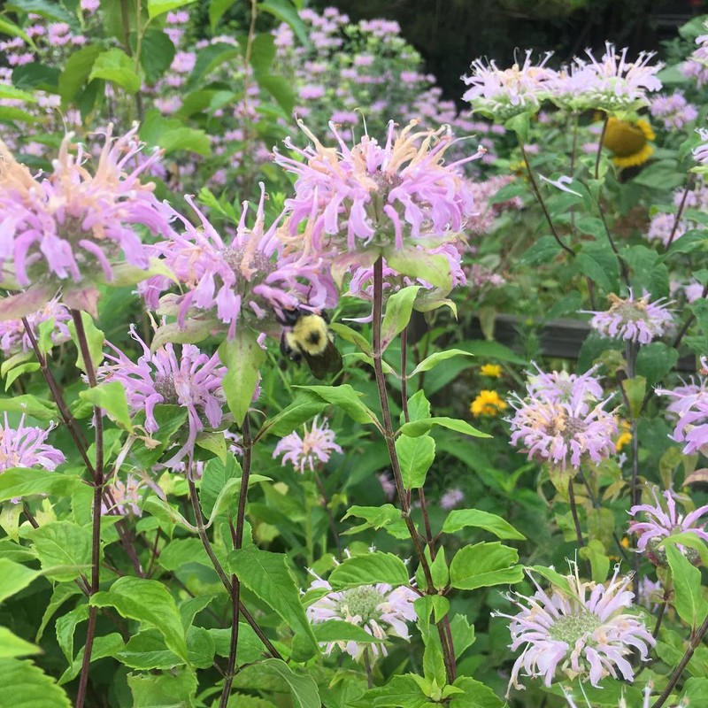 Bergamot in Birds' Landing Pollinator Garden