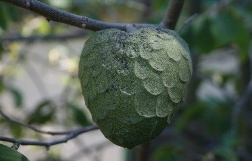 Cherimoya