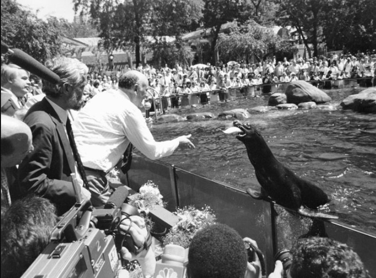 Mayor Ed Koch feeds a sea lion at the reopening of the Central Park Zoo, August 8, 1988. Photo, courtesy of the Parks Photo archive, by Simon Benepe