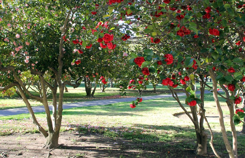 Plant, Branch, Flower, Tree