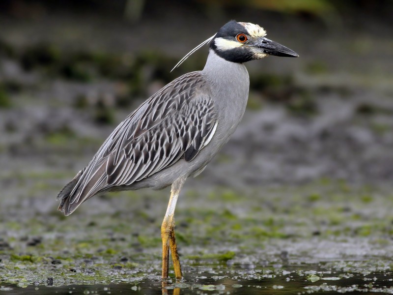 Bird, Beak, Water, Feather