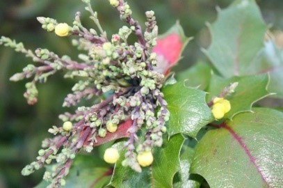 Oregon Grape