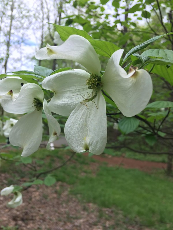 Flower, Plant, Petal, Branch