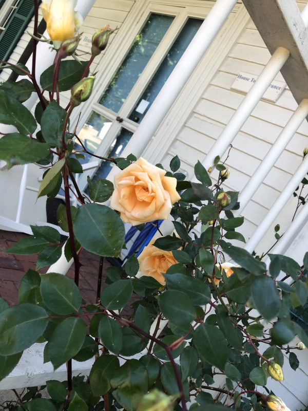 Lady Hillingdon, on the West side porch trellis