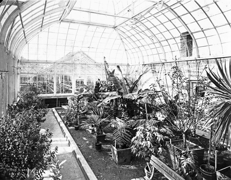 Plant, Greenhouse, Black-and-white, Building