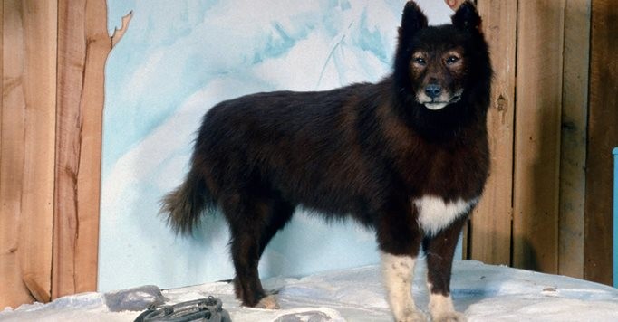 Balto on display at the Cleveland Museum of Natural History 