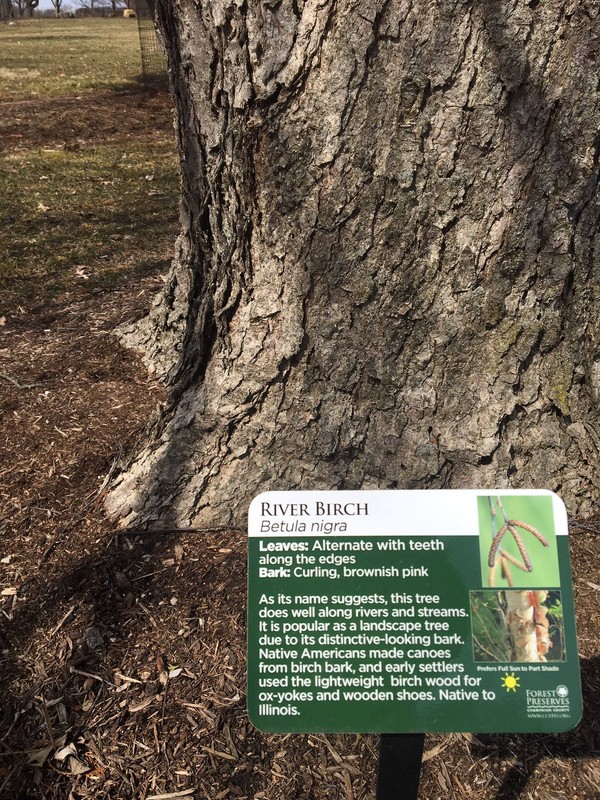 River Birch tree label 