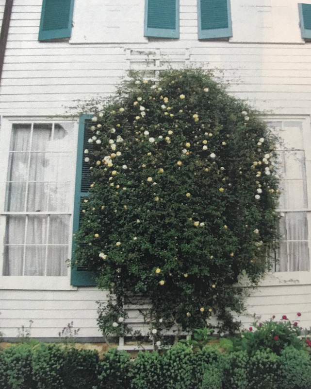 Aviateur Bleriot rose on the West Side Arbor